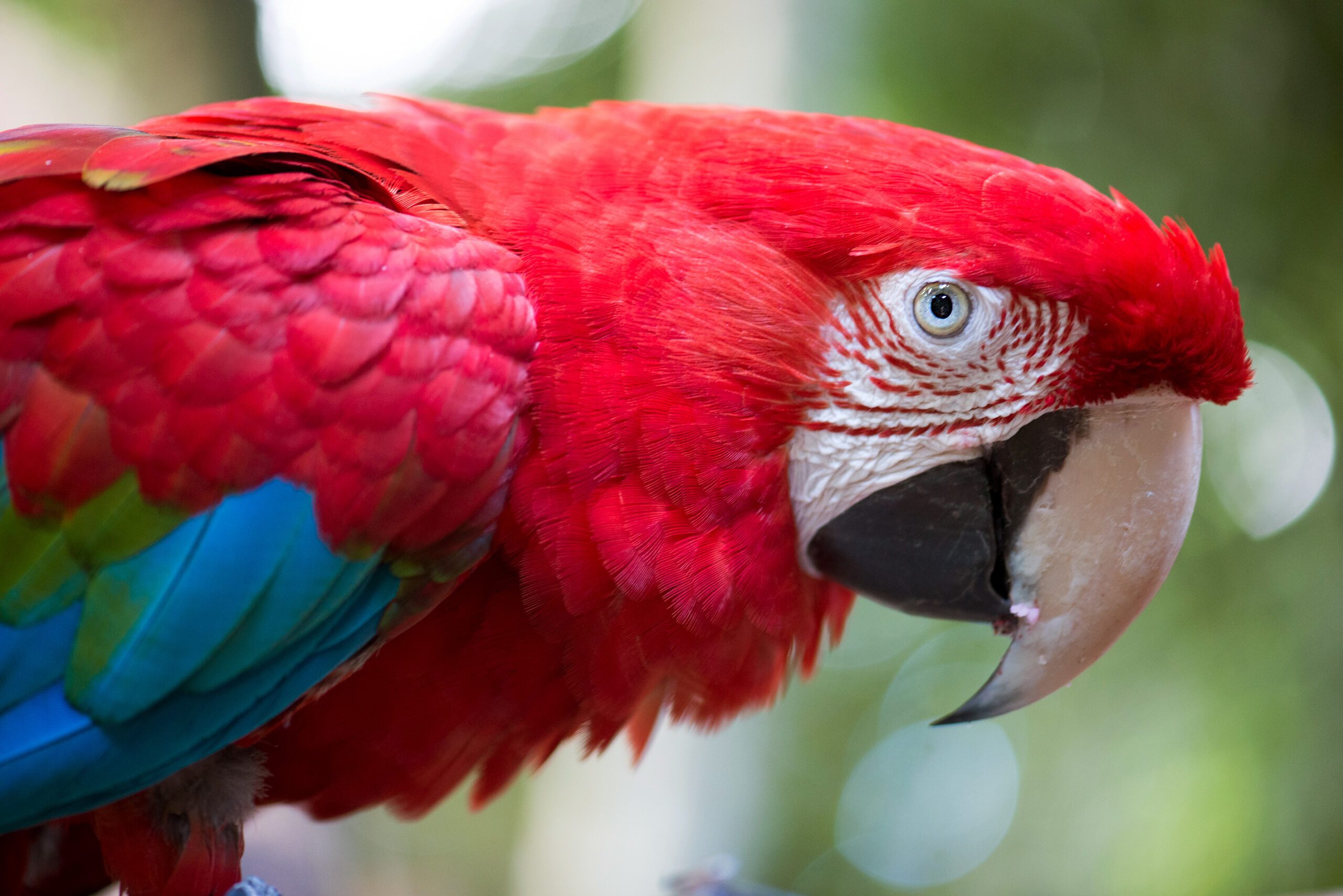 Parque das Aves - Lauke Tours
