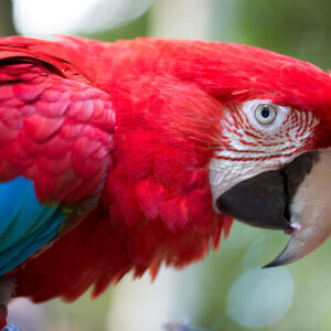 Parque das Aves desde Puerto Iguazú